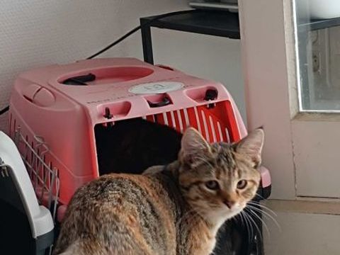 Hikari 230 44000 Nantes