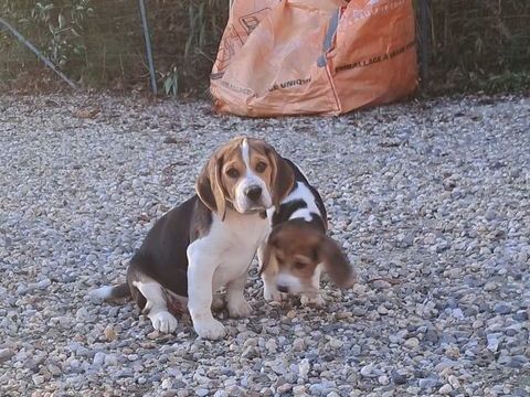 Beagle Chiots LOF 600 47000 Agen