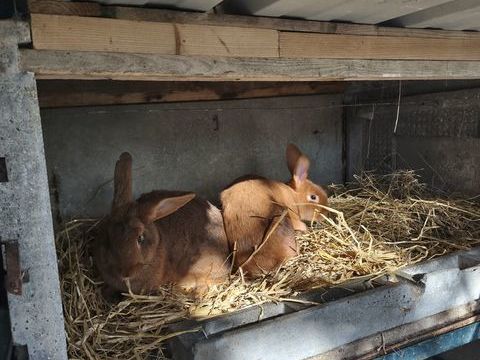 Lapin fermier 20 44600 Saint-nazaire