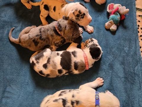 6 chiots Dogue Allemand , 4 males ,2 femelles. 2500 89320 Villech�tive