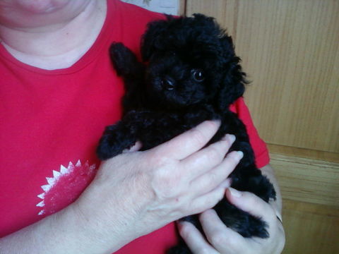 chiot type caniche toy 1450 59300 Valenciennes