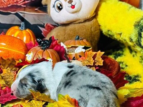 
Chiots Bergers Australiens LOF &agrave; r&eacute;server
1500 