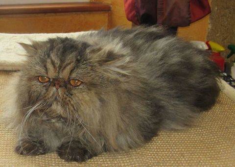 JEUNE CHAT PERSAN LOOF 420 43100 Javaugues