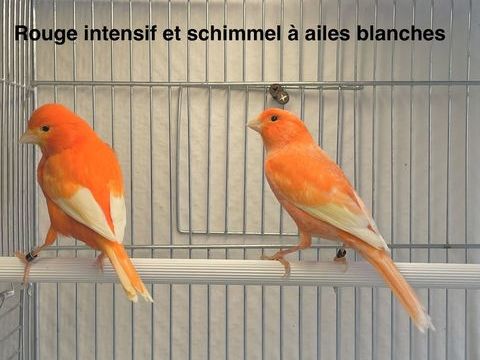 Tr&egrave;s Belles S&eacute;lections De Canaris Couleurs, Chants, Postures 59 94450 Limeil-br�vannes