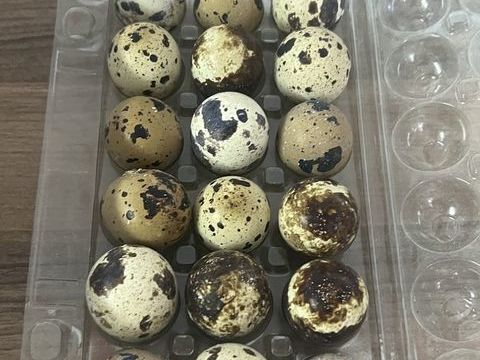 Oeufs de cailles japonaises f&eacute;cond&eacute;s 5 68700 Aspach-le-haut