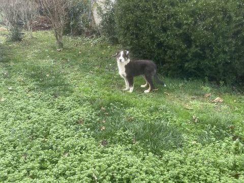 Berger australien 700 65370 Izaourt