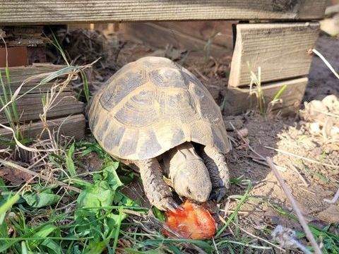 Tortue H femelle 0 29000 Quimper