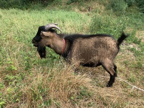 Bouc nain. 30 49320 Saint-saturnin-sur-loire