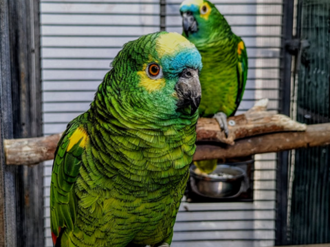 Amazone front bleu reproducteur 1000 47500 Montayral