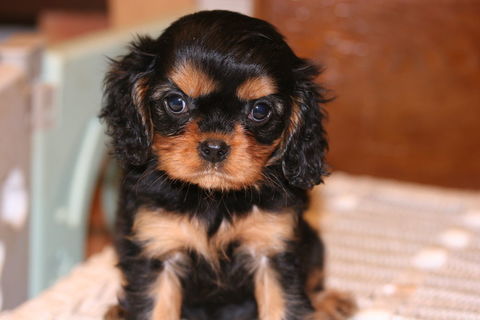 chiots m&acirc;le et femelles cavalier king charles 1300 71310 Saint-bonnet-en-bresse