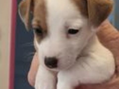   A Réserver Chiots JACK RUSSELL TERRIER LOF 