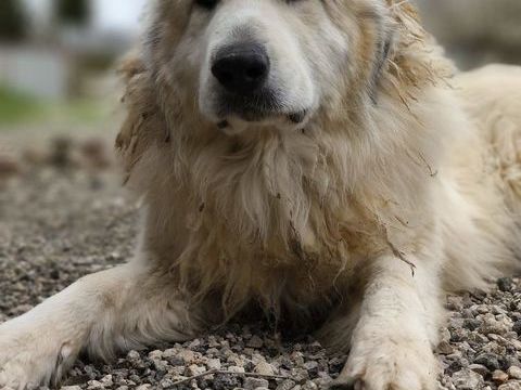 Montagne des Pyr&eacute;n&eacute;es dit patou 200 34130 Lansargues