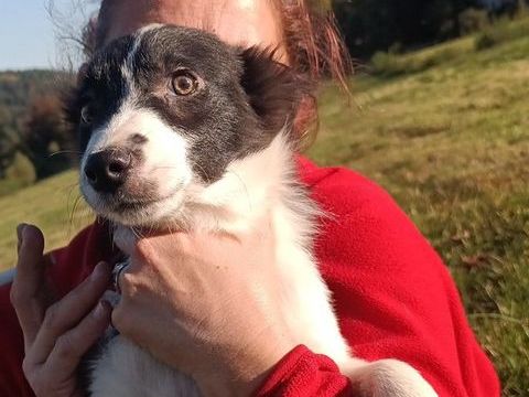 Chiot border collie 800 88530 Le tholy