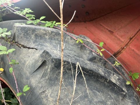 ZETOR Tracteur agricole 1976 occasion Villette-d'Anthon 38280