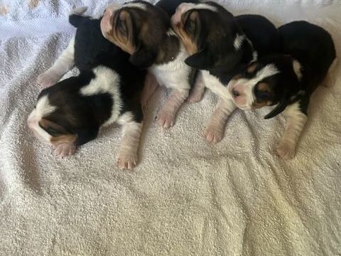 Chiots beagle lof &agrave; r&eacute;server  800 83340 Le luc