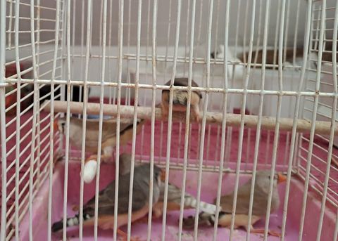 2Femelles  1m&acirc;le mandarin 10 euro pi&egrave;ce 10 77500 Chelles