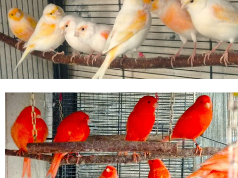 Nombreux canaris 20 65500 Vic-en-bigorre