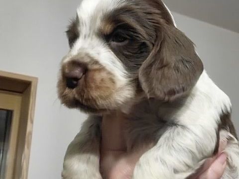Chiots cockers anglais LOF 1500 51370 Ormes