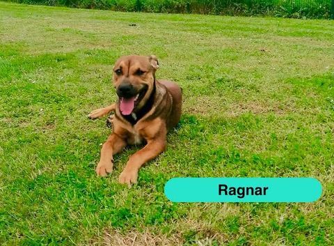 Ragnar, chiot crois&eacute; malinois &agrave; adopter 300 44540 Bonnœuvre