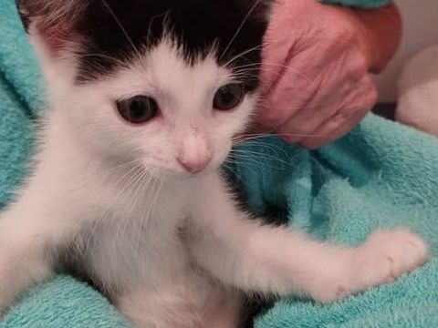 Chat ANKO à la réservation 110 26300 Charpey