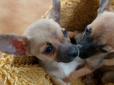 Chihuahua 600 97129 Lamentin