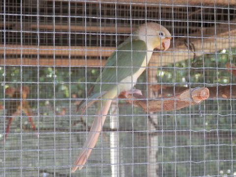 4 jeunes conures molina&eacute; 75 56130 Saint-dolay