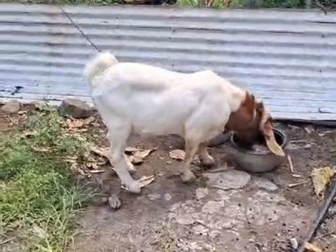 2 Boer Reproducteurs d'un an 2500 97212 Saint-joseph