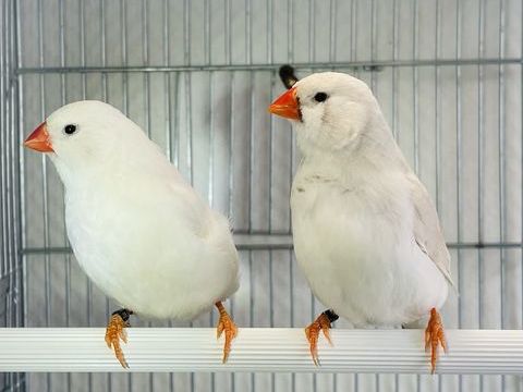 Tr&egrave;s Beaux Couple De Mandarin Adultes Mutations Rare 2025 39 94450 Limeil-br�vannes