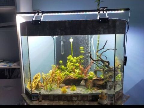 aquarium 100 litres 80 59230 Saint-amand-les-eaux