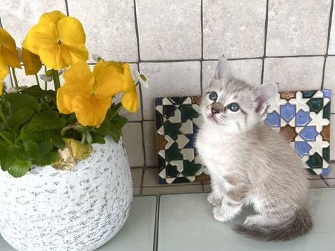 chatons 0 13015 Marseille