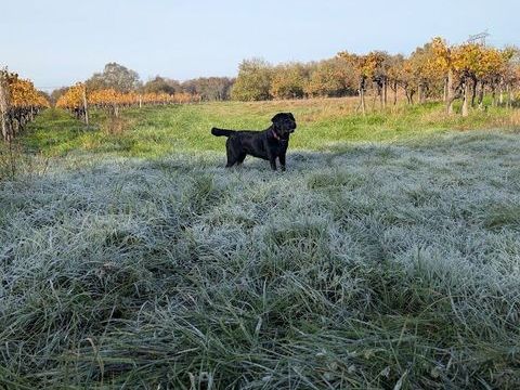 ? Magnifiques chiots Labrador Retriever LOF noirs &agrave; r&eacute;serve 1500 17150 Saint-bonnet-sur-gironde