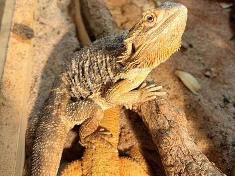 pogonas 150 88420 Moyenmoutier