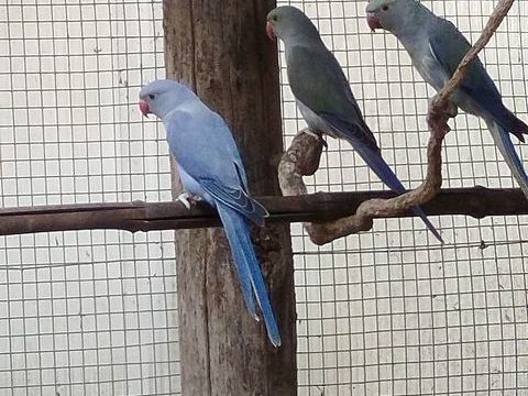 A céder
perruches à collier 2025 propre élevage
100 86220 Dang-saint-romain