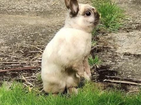 ASTRO, adorable lapereau nain &agrave; adopter via l'association UMA 80 85000 La roche-sur-yon