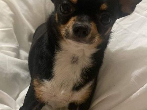 Saillie Chihuahua mâle noir tricolore LOF confirmé et ADN 300 89160 Ancy-le-franc