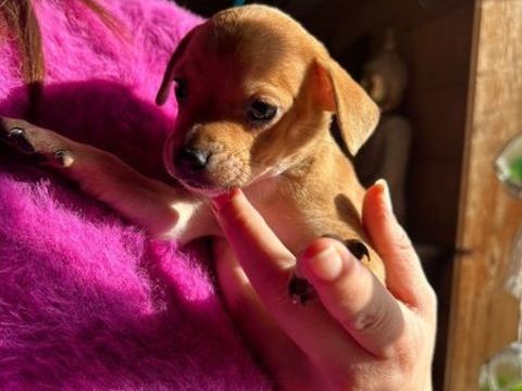 Superbes b&eacute;b&eacute;s crois&eacute; chihuahua 800 84120 Pertuis