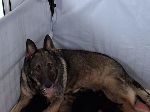 A reserver chiots berger allemand LOF 900 02320 Brancourt-en-laonnois