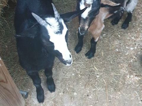 Boucs nains castr&eacute;s 150 71160 Digoin