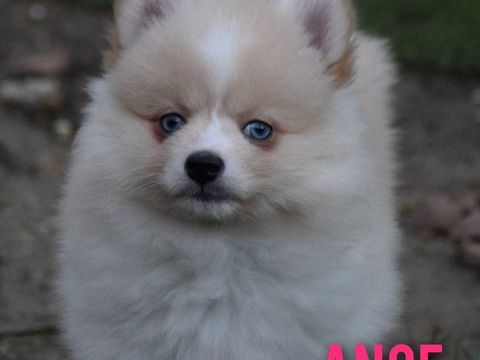 Chiots pomsky F4 1600 07170 Mirabel
