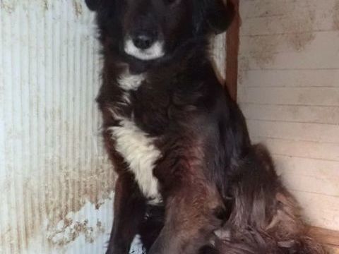 Priya &agrave; l'adoption 200 36000 Châteauroux