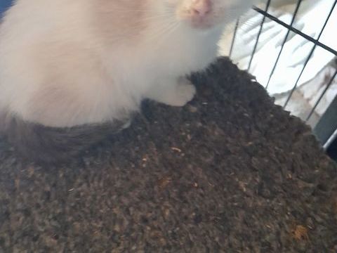 Ragdoll croisé 300 73240 Sainte-marie-d'alvey