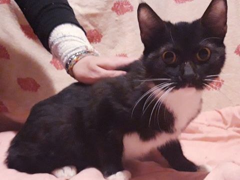 Talissa,chatonne cherche famille pour la vie 200 84190 Vacqueyras