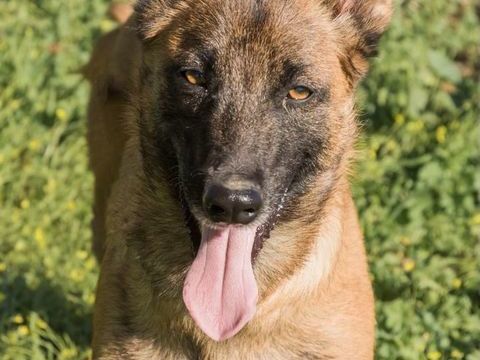 RONALD 300 95610 �ragny