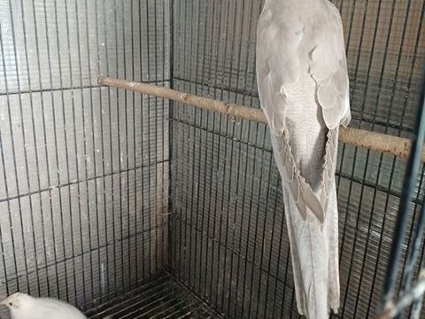 CALOPSITTE ELEGANTE 25 85000 La roche-sur-yon