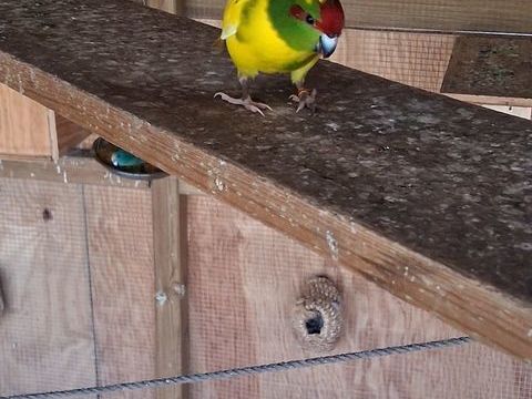 Kakarikis 25 40170 Saint-julien-en-born