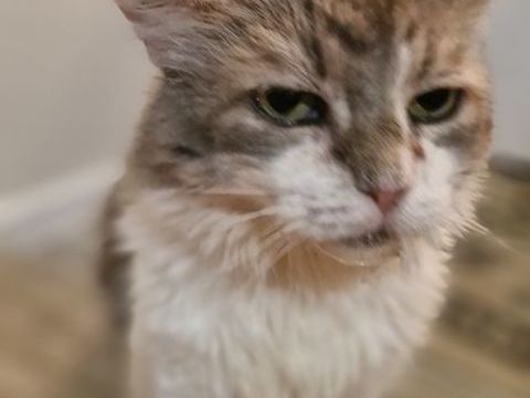 ? Tigrou cherche un foyer plein d'amour pour finir sa vie e 0 45000 Orlans