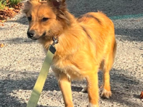 A L'ADOPTION FIFA RESERVEE 0 75018 Paris