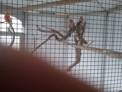 Oiseaux de volière bagues cde 80 49340 Trmentines