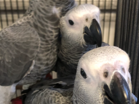 PERROQUET GRIS DU GABON JACO ELEVE A LA MAIN 1800 85300 Challans