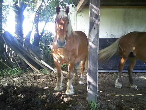 comtois 2700 63640 Saint-priest-des-champs